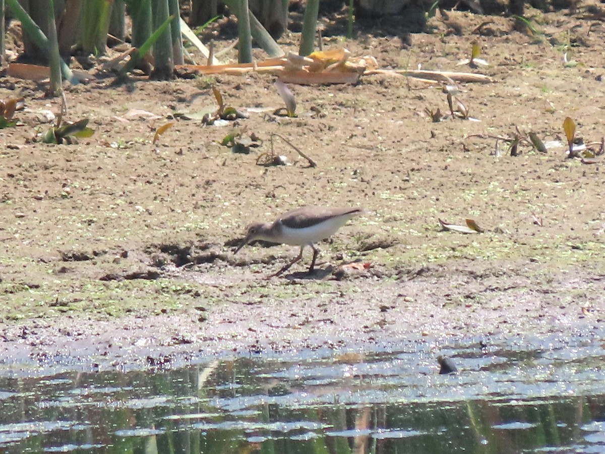 Spotted Sandpiper - ML622380452