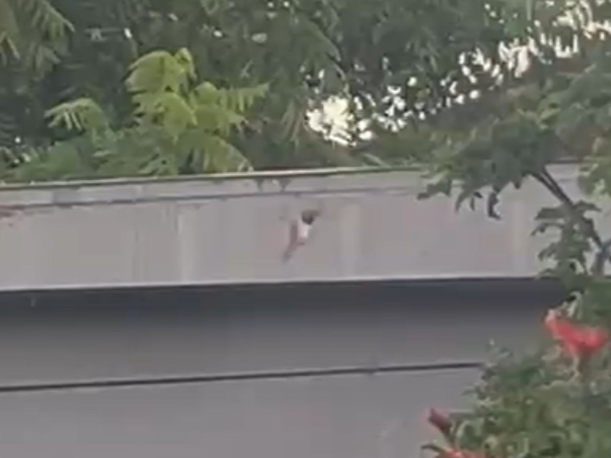 Rufous/Allen's Hummingbird - ML622380545