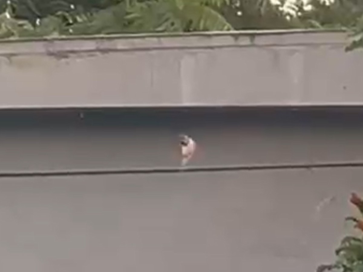 Rufous/Allen's Hummingbird - ML622380546