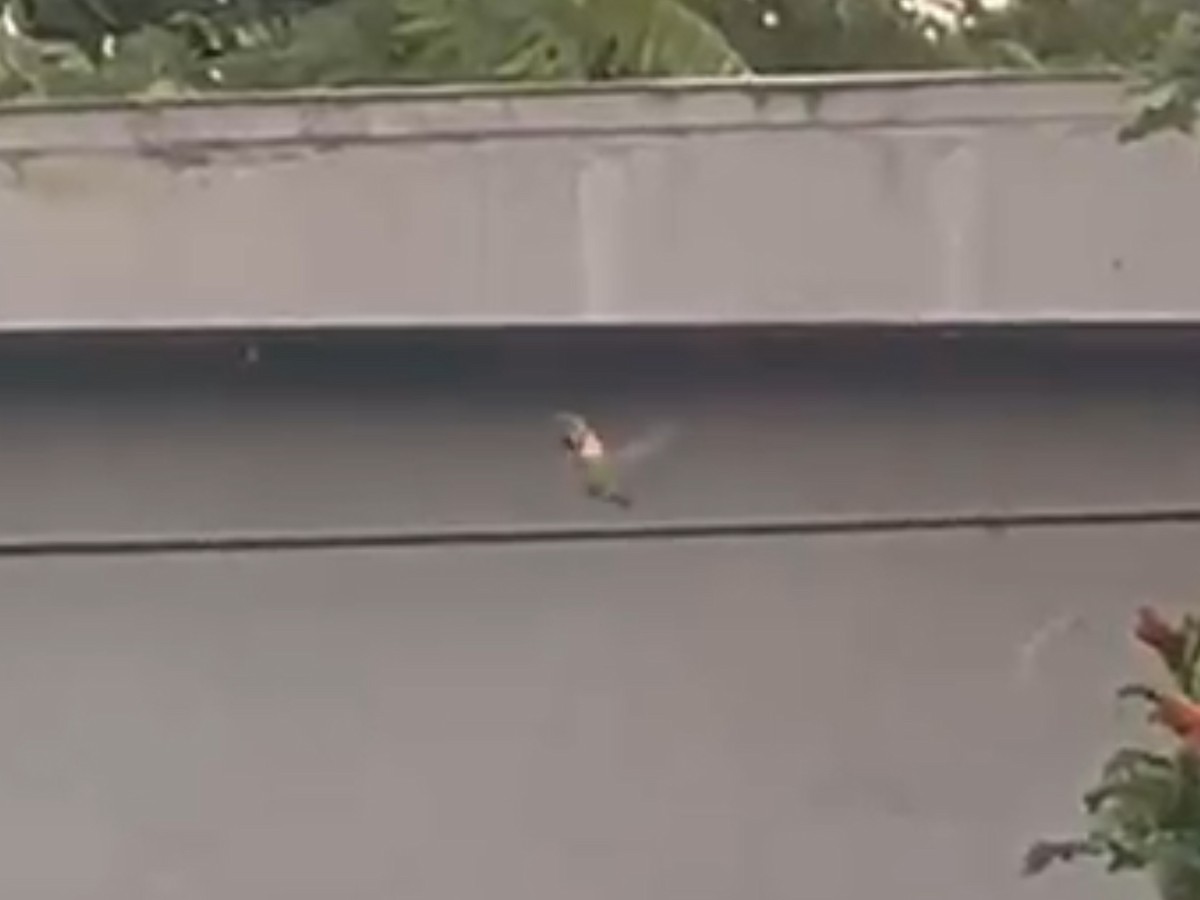 Rufous/Allen's Hummingbird - ML622380547