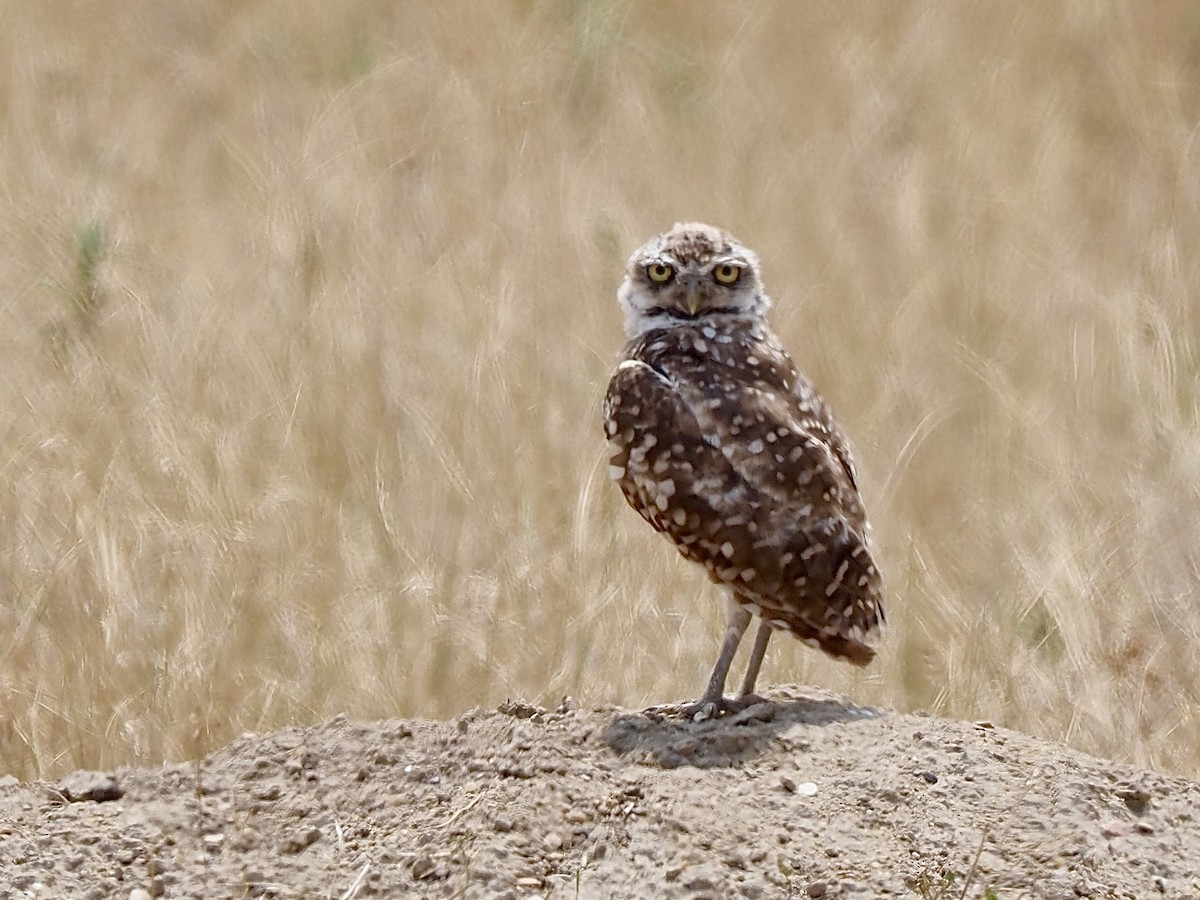 Burrowing Owl - Richard  Laubach