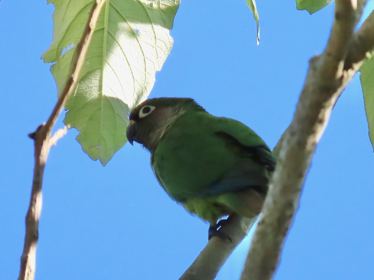 White-eyed Parakeet - ML622380661