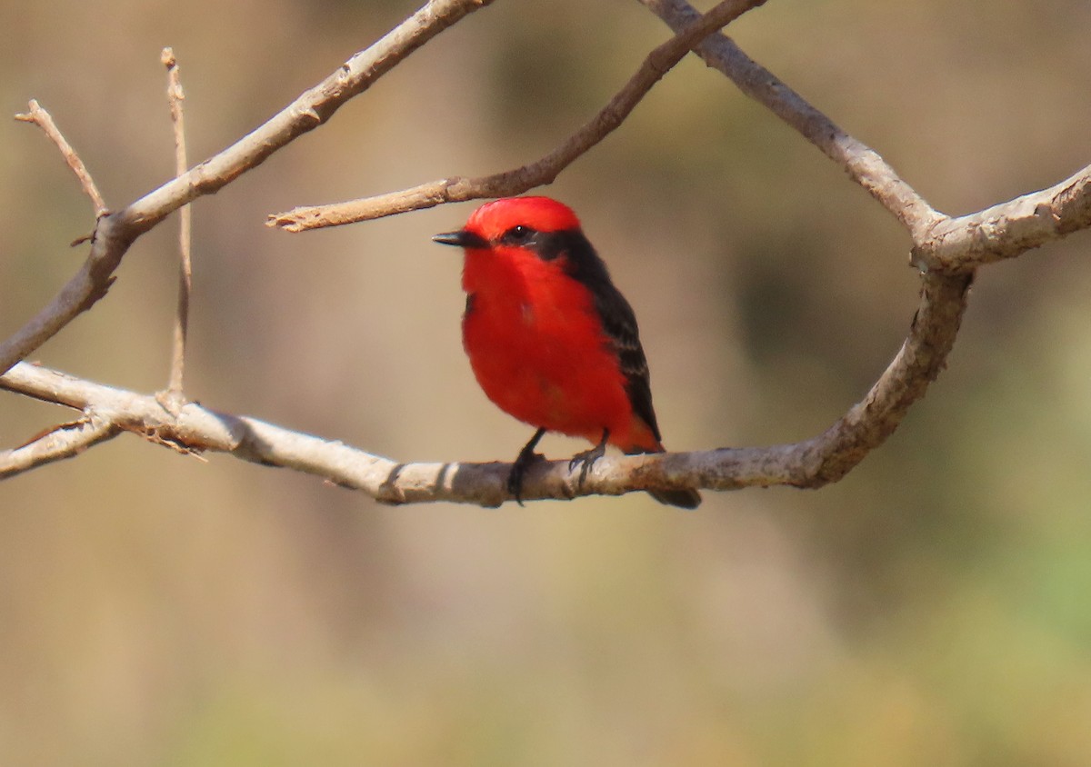 Vermilion Flycatcher (Austral) - ML622380703