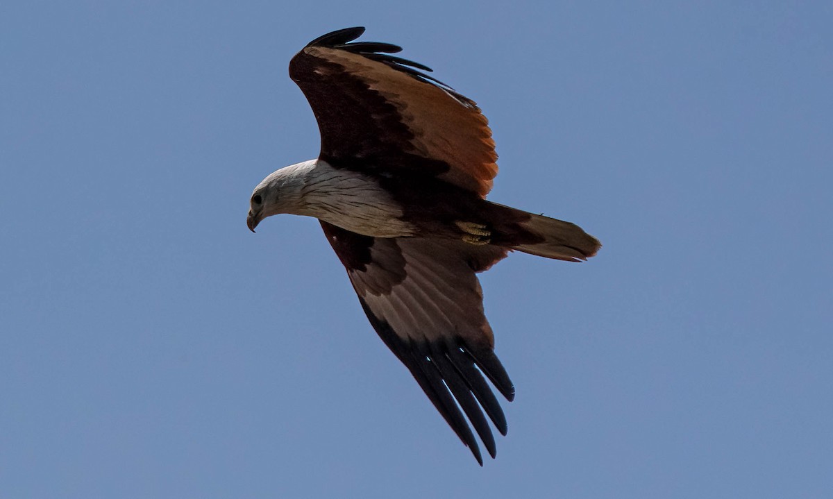 Brahminy Kite - ML622380708