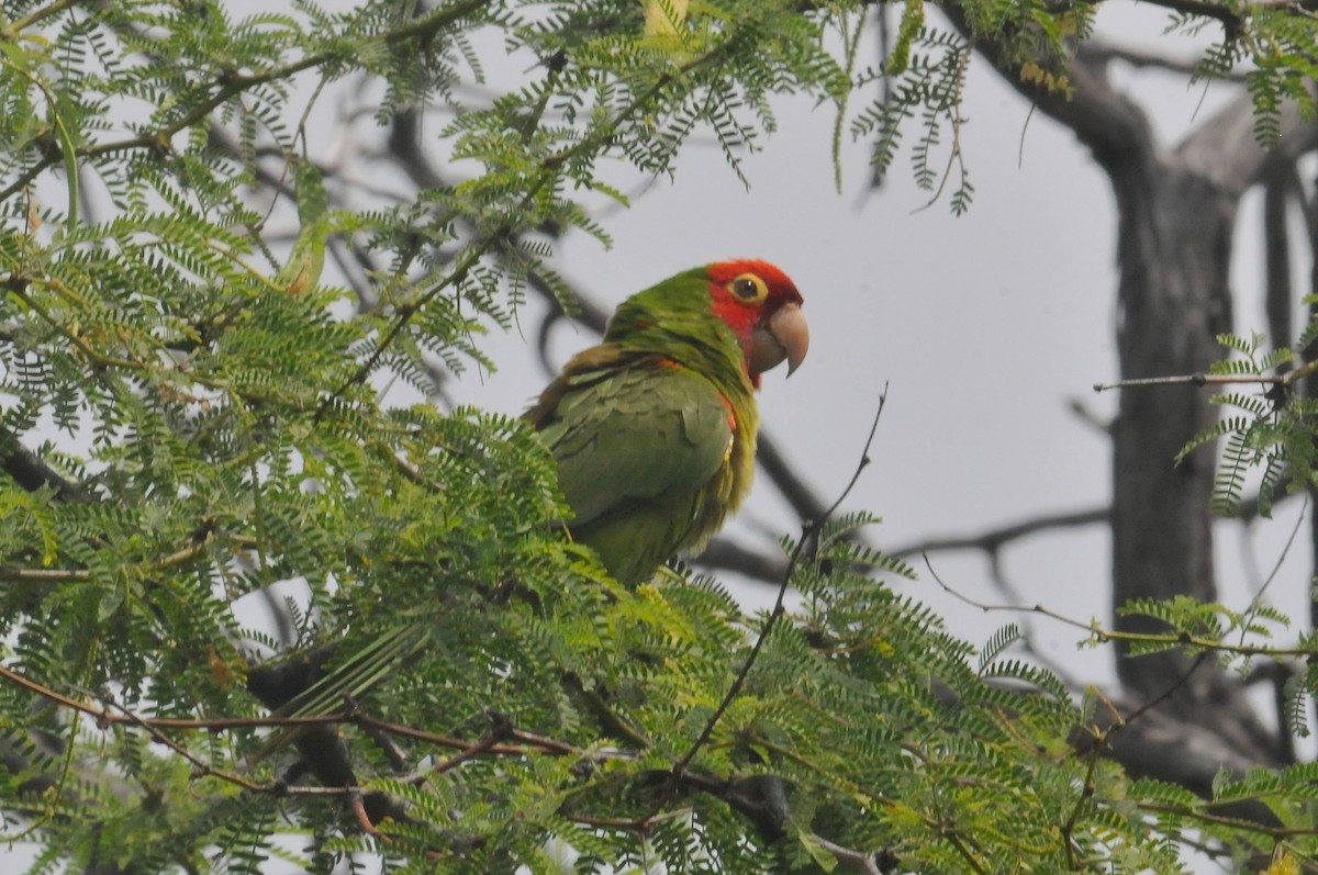 オナガアカボウシインコ - ML622380778