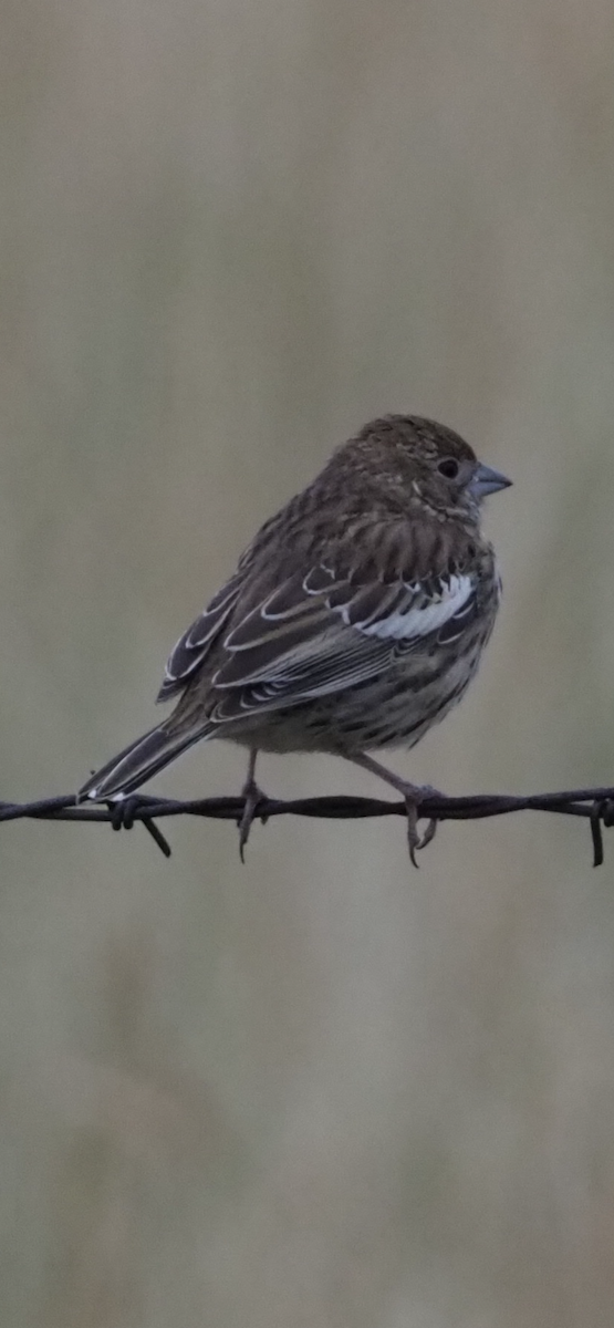 Lark Bunting - Richard  Laubach