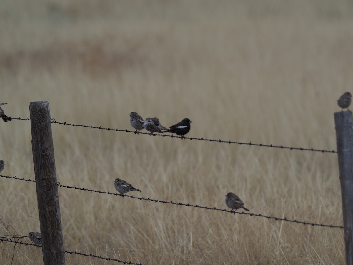 Lark Bunting - Richard  Laubach