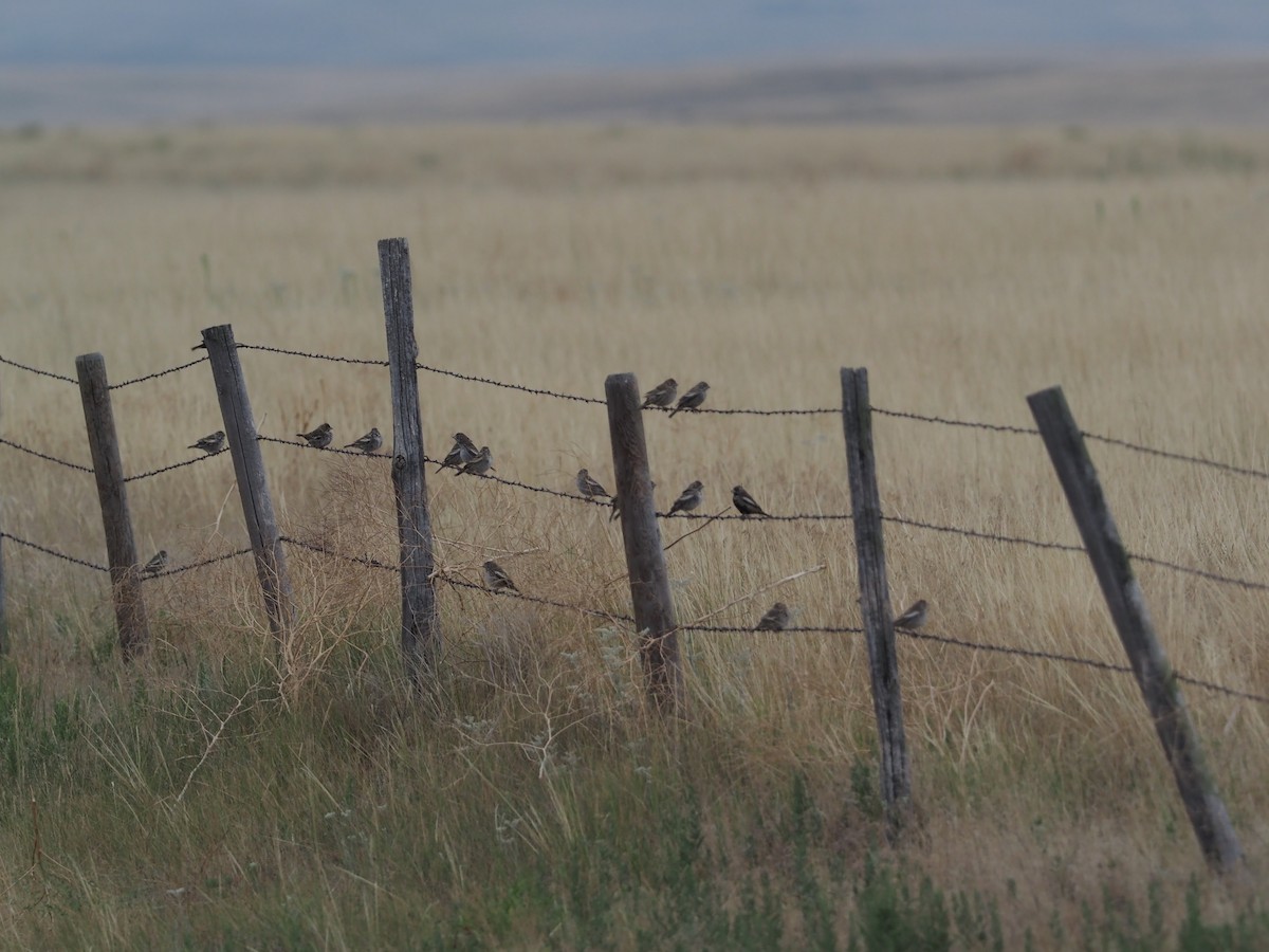 Lark Bunting - Richard  Laubach