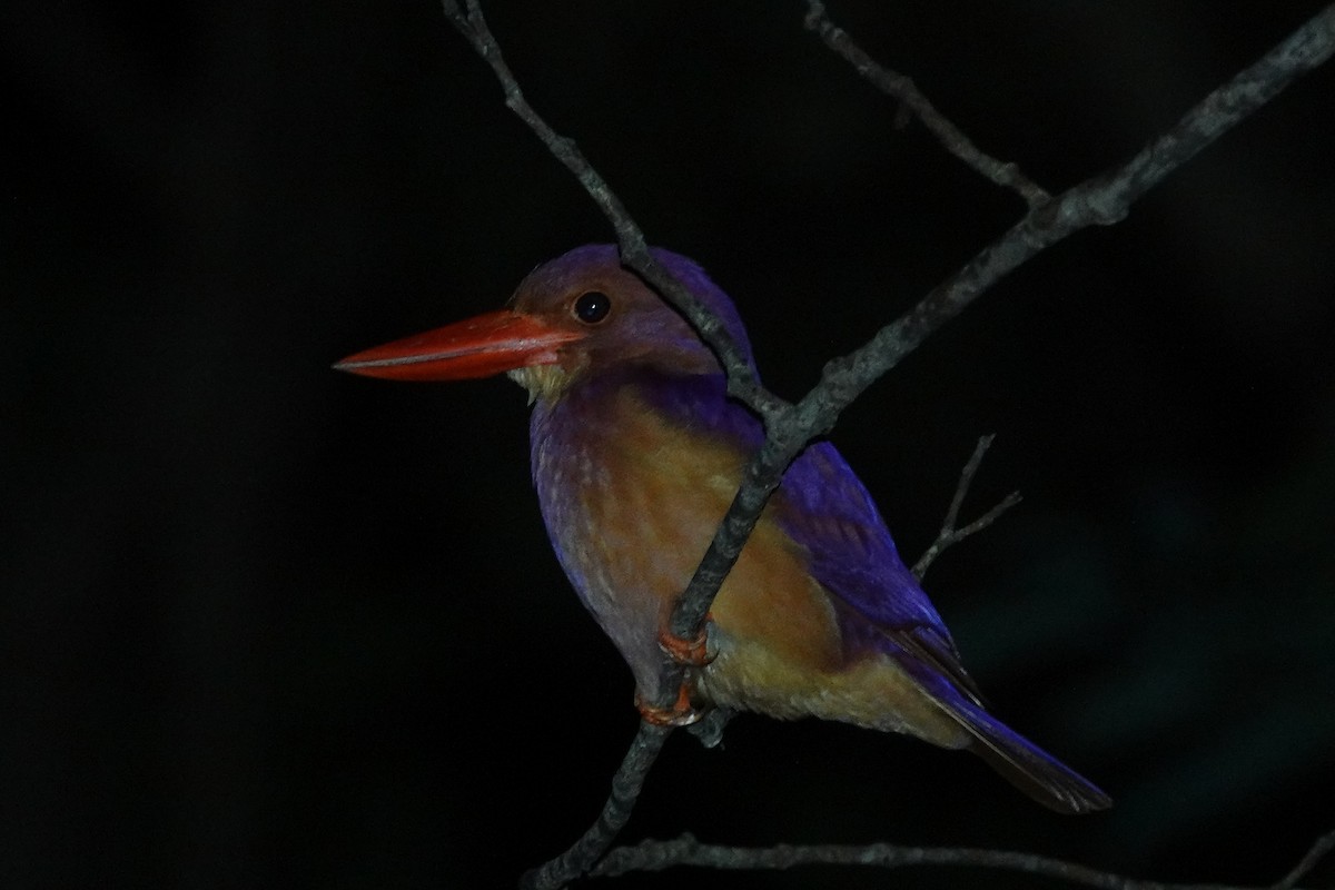 Ruddy Kingfisher - ML622380925