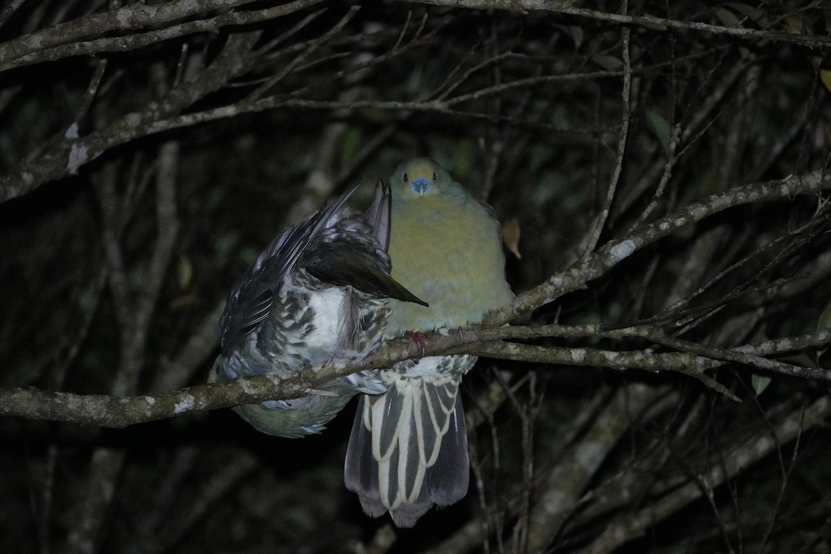 Whistling Green-Pigeon - ML622381014