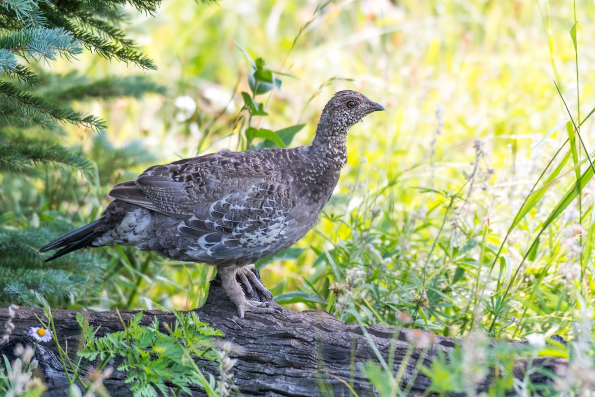 Dusky Grouse - ML622381015
