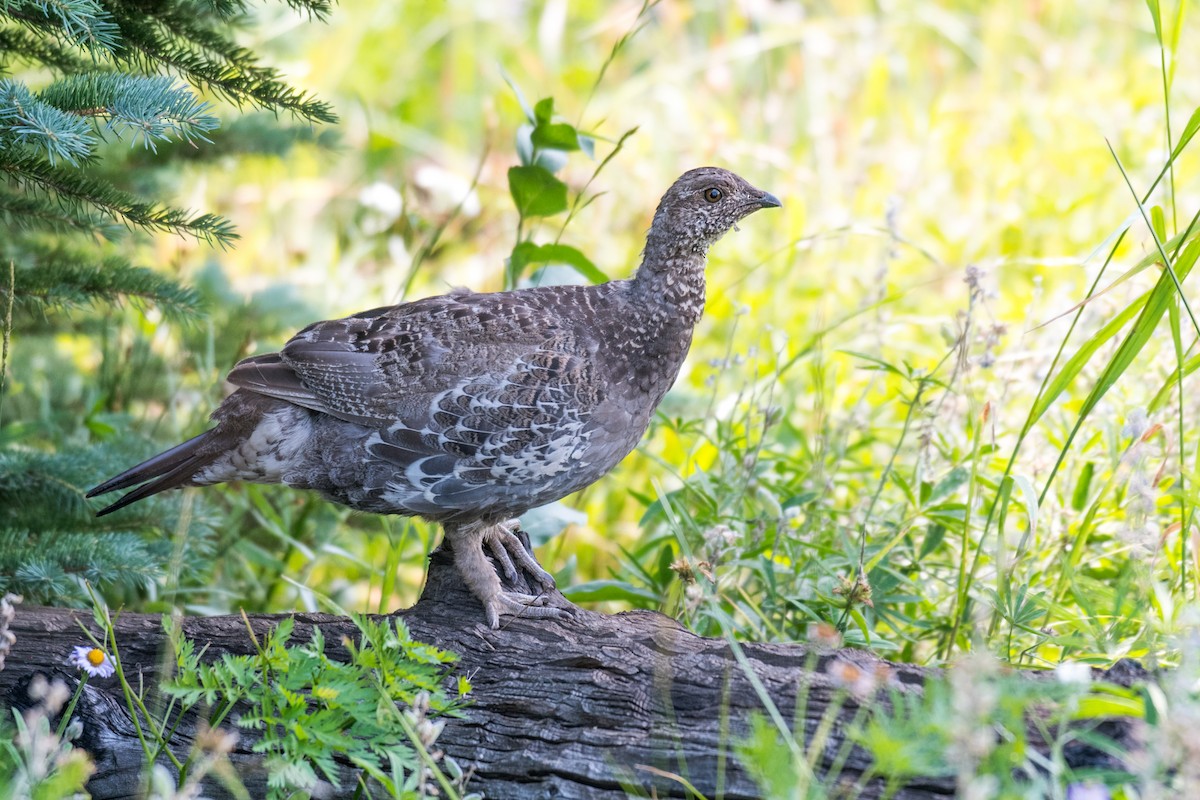 Dusky Grouse - ML622381016