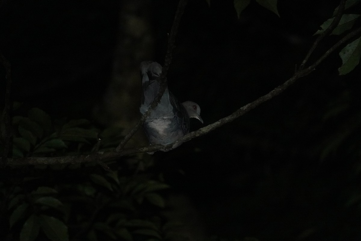 תור מזרחי - ML622381024