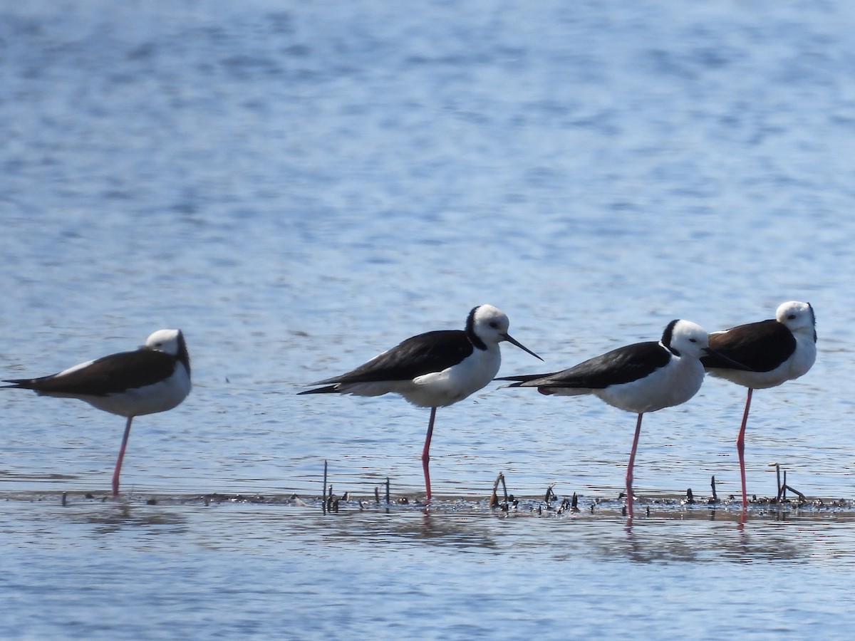 Pied Stilt - ML622381042