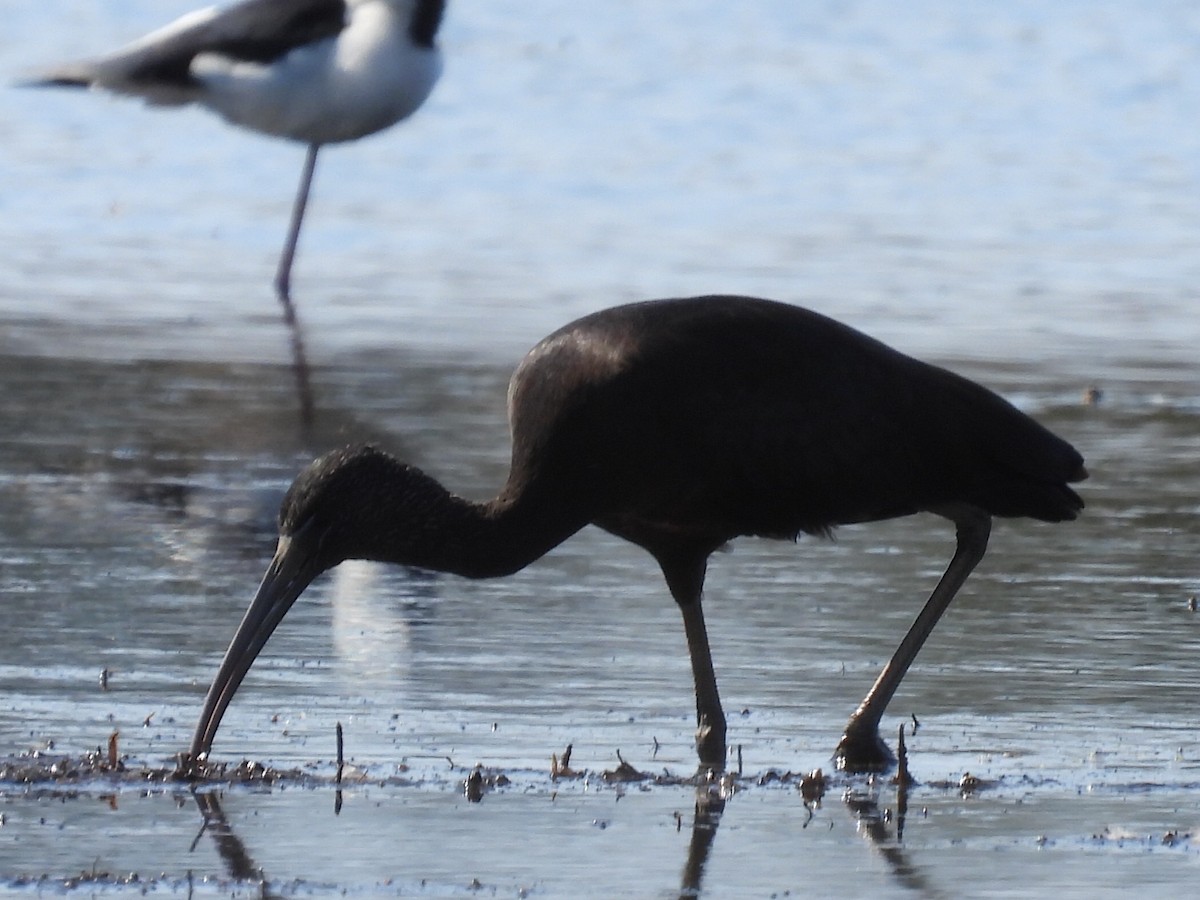 Glossy Ibis - ML622381056