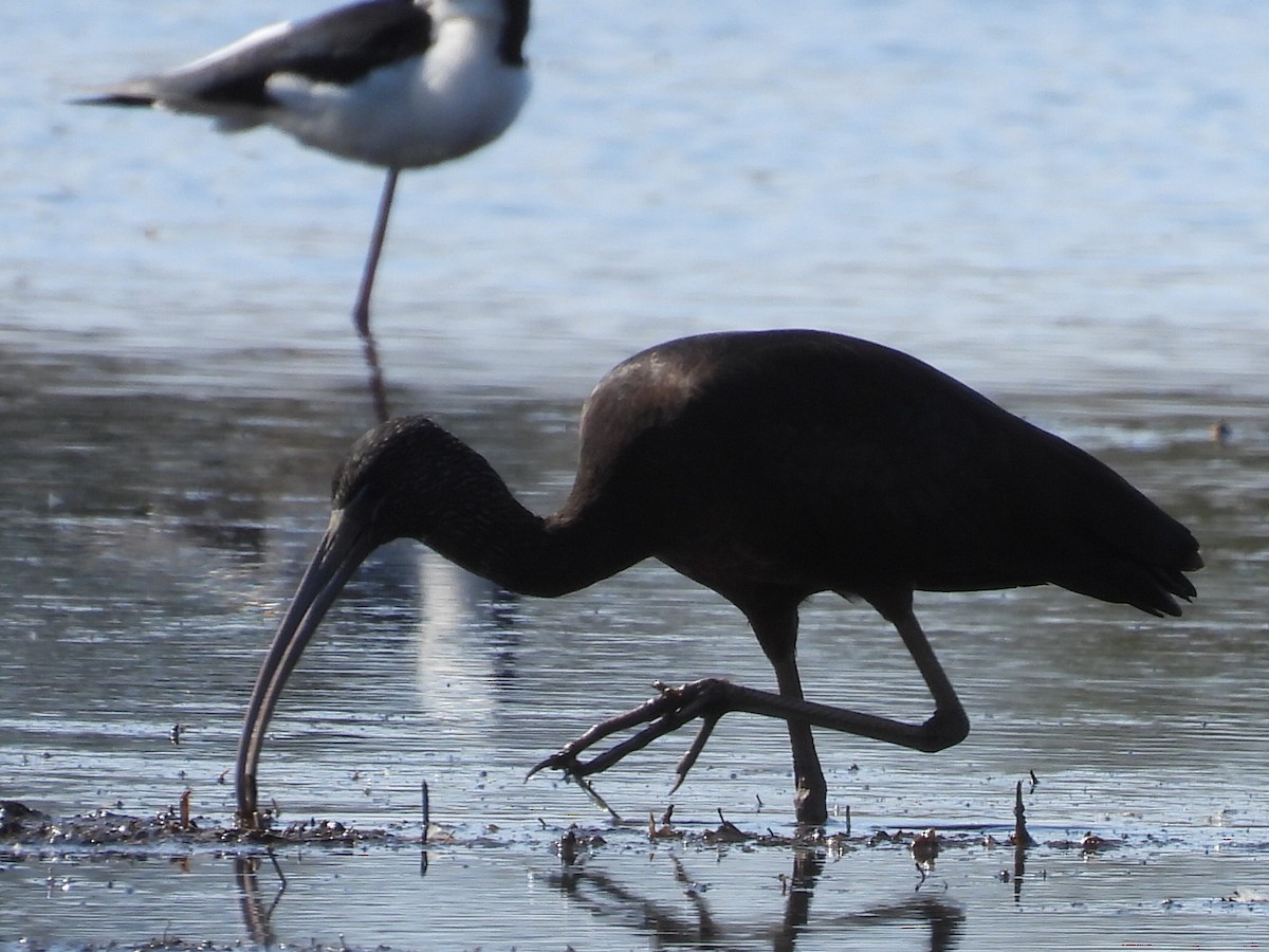 Glossy Ibis - ML622381057