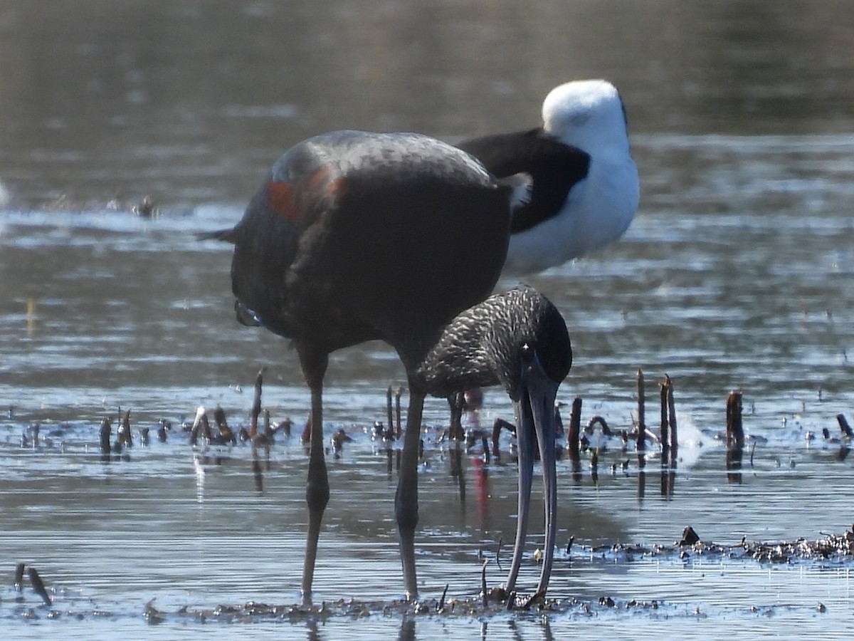 Glossy Ibis - ML622381058