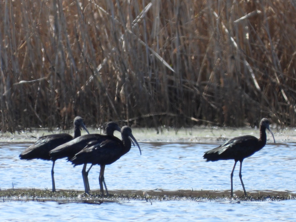 Glossy Ibis - ML622381059