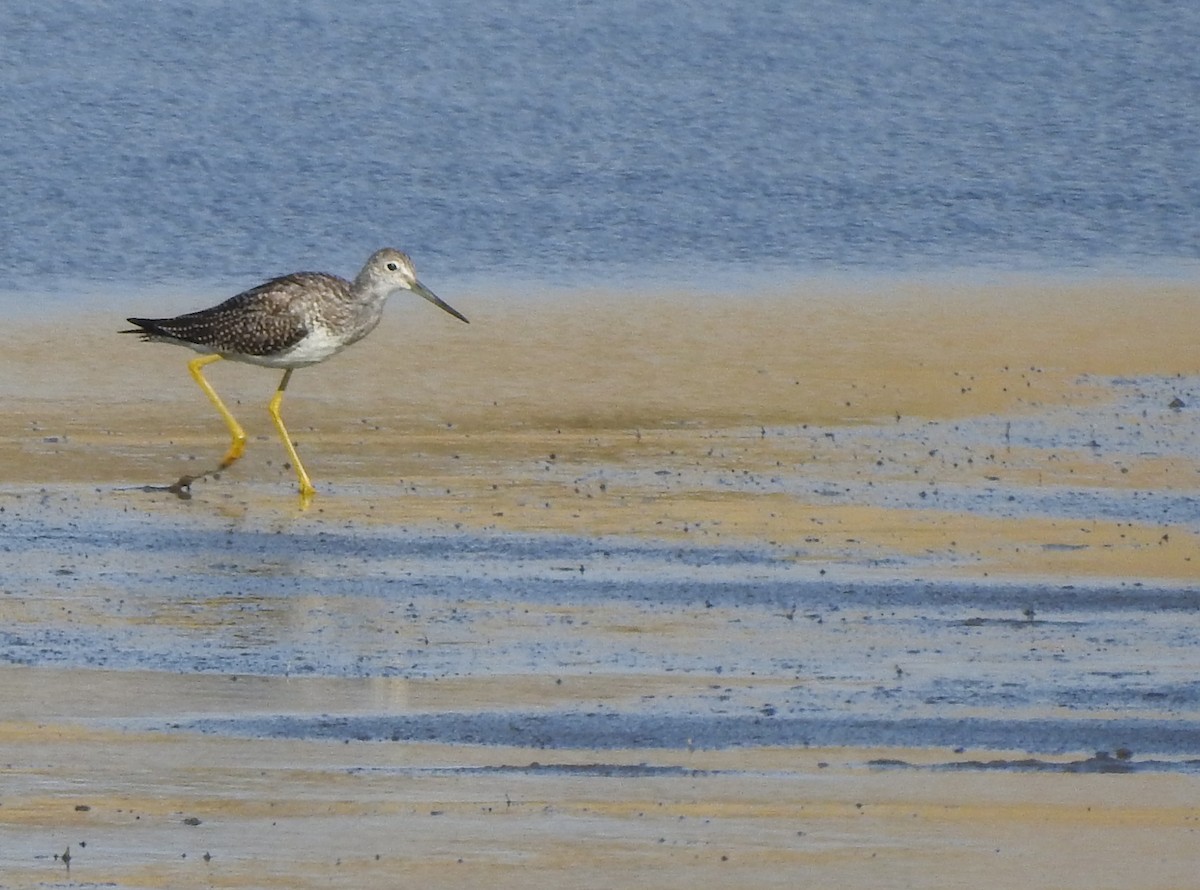 Greater Yellowlegs - ML622381071