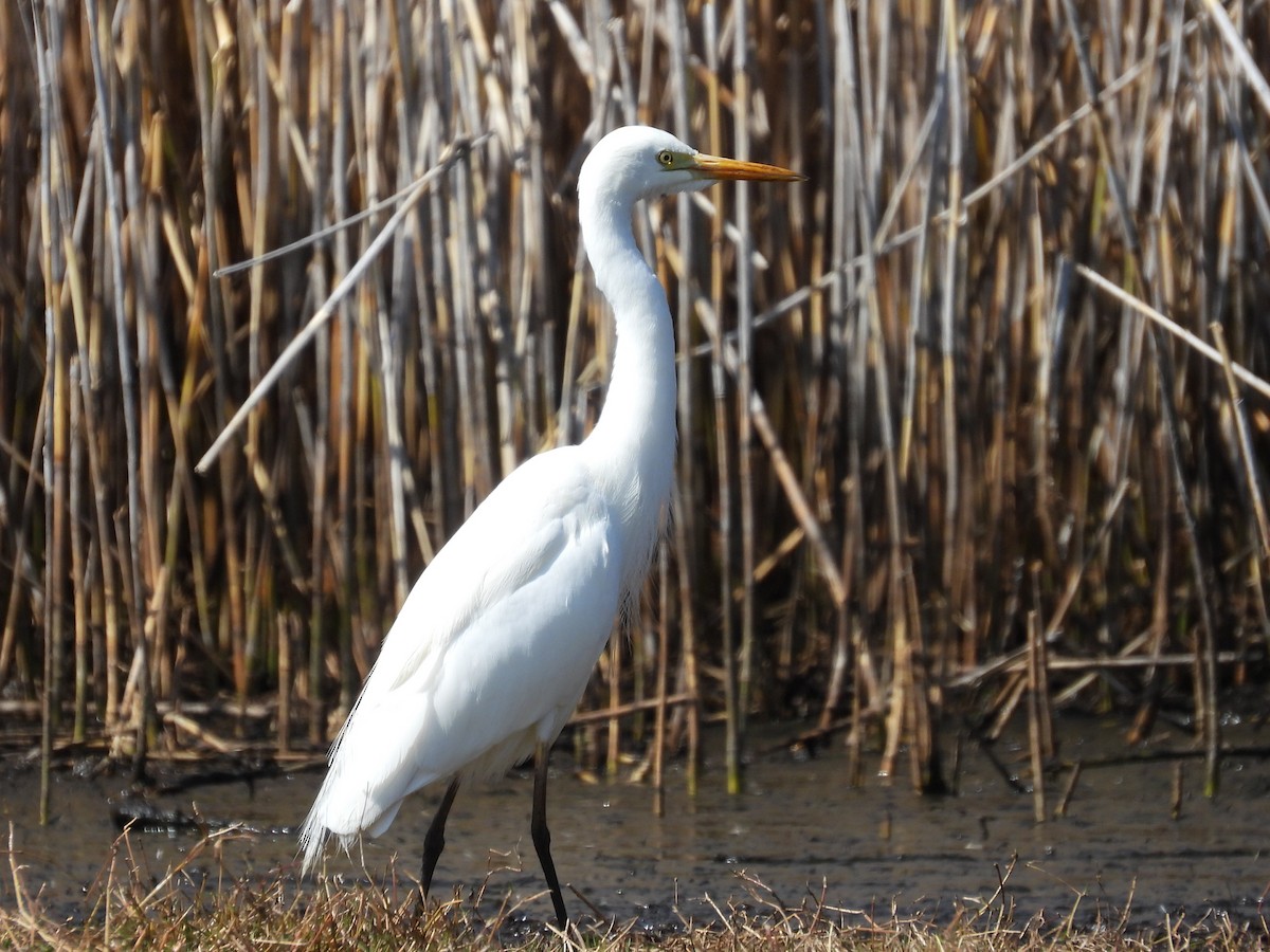 Plumed Egret - ML622381075