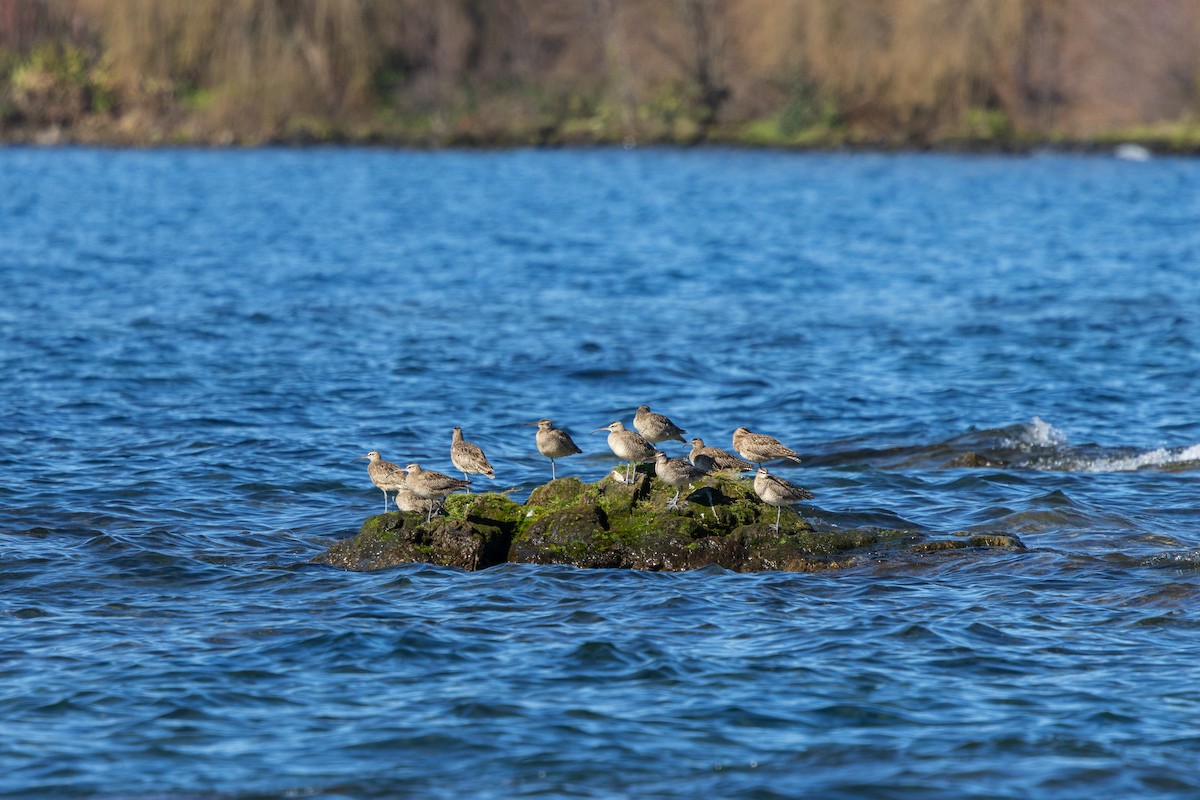 Regenbrachvogel (hudsonicus) - ML622381085