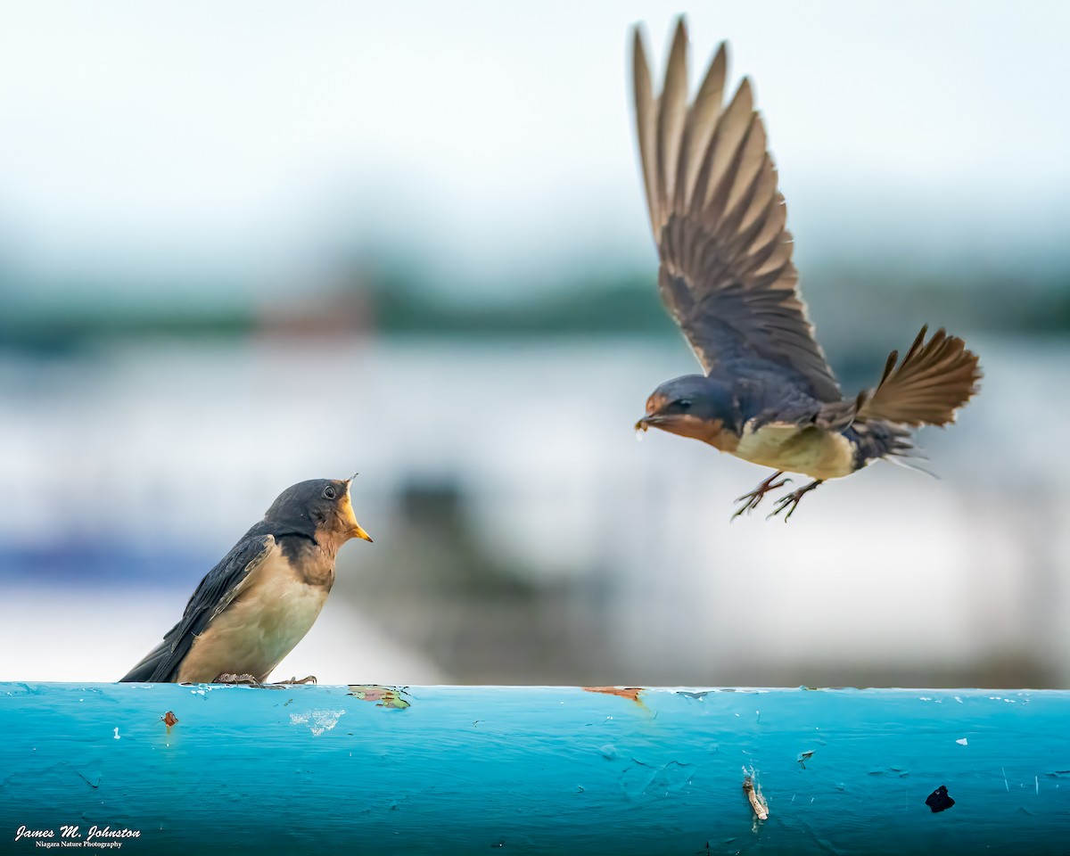 Barn Swallow - ML622381118