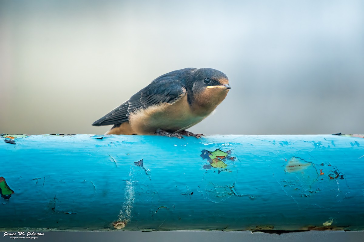 Barn Swallow - ML622381119