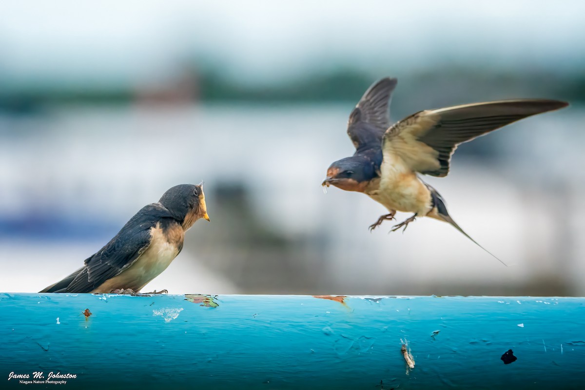 Barn Swallow - ML622381120