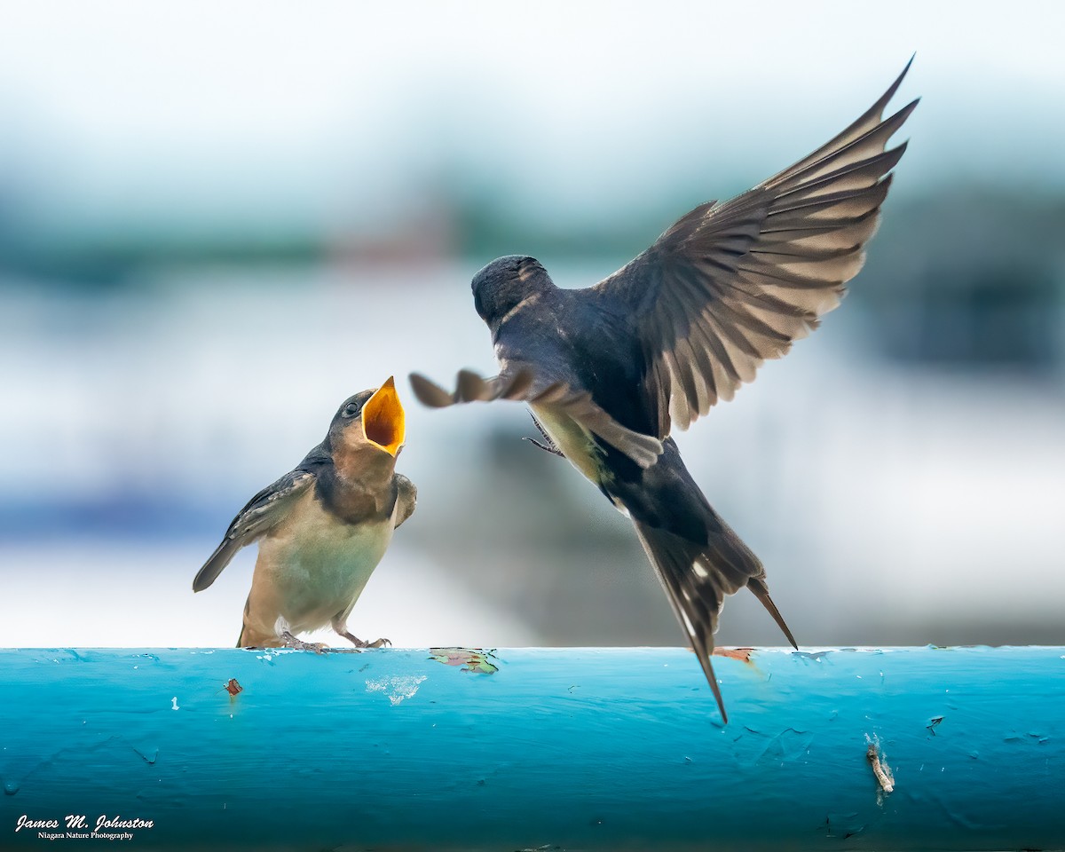 Barn Swallow - ML622381121