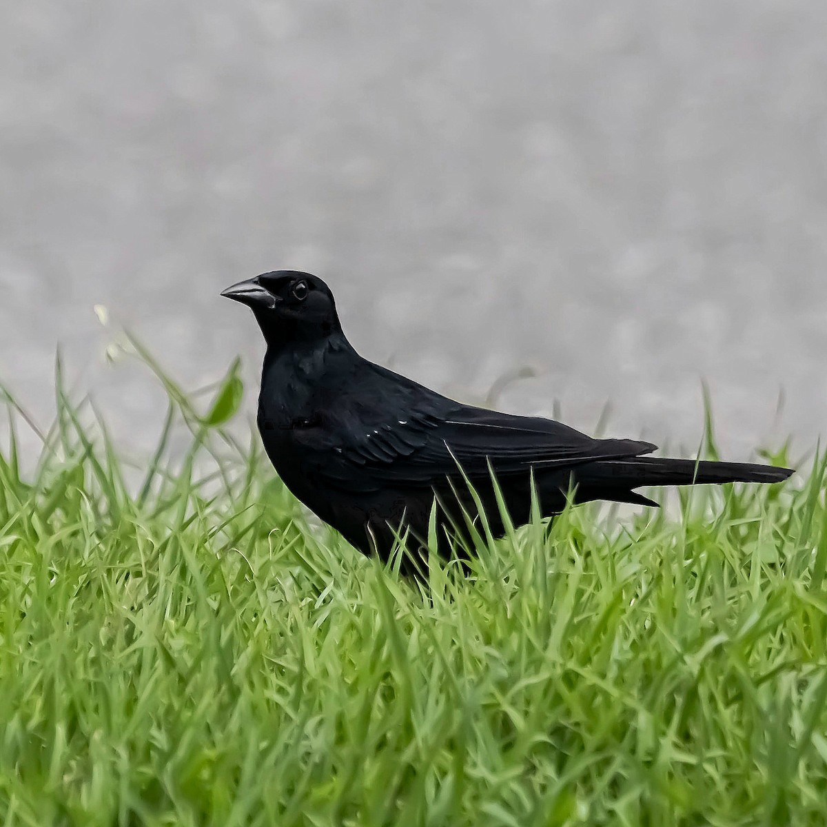 Cuban Blackbird - ML622381172