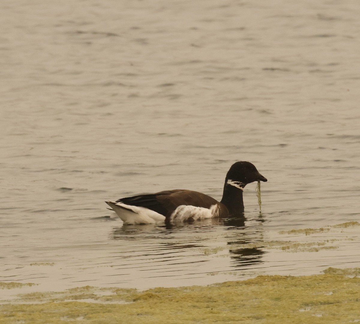 Brant - ML622381196