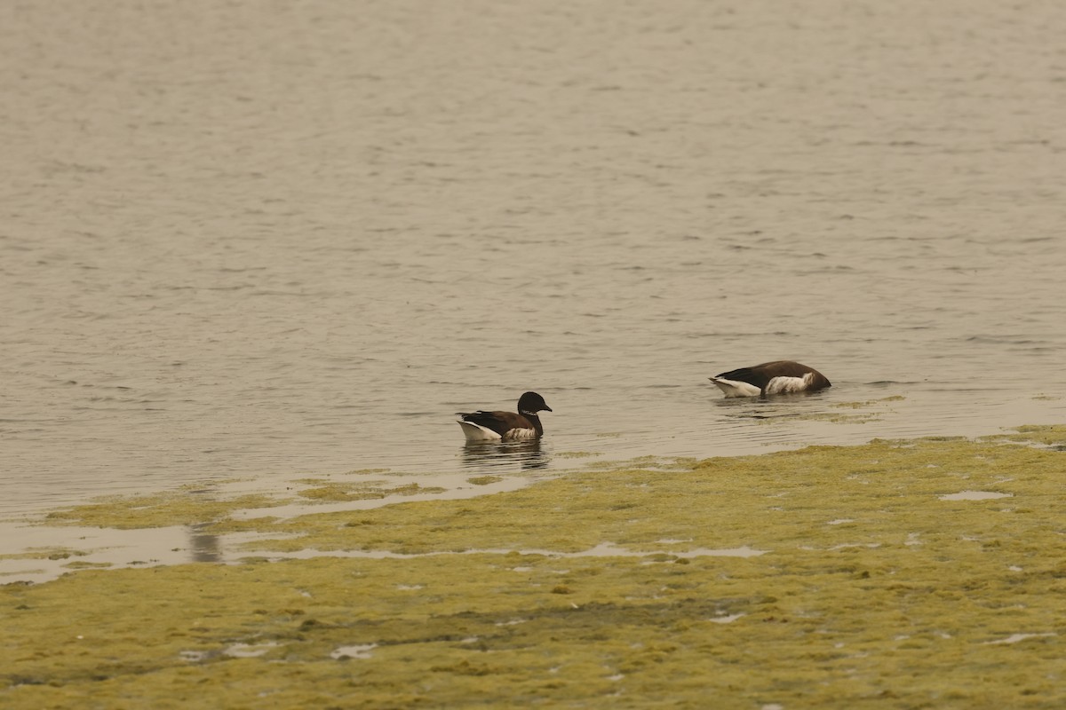 Brant - ML622381197