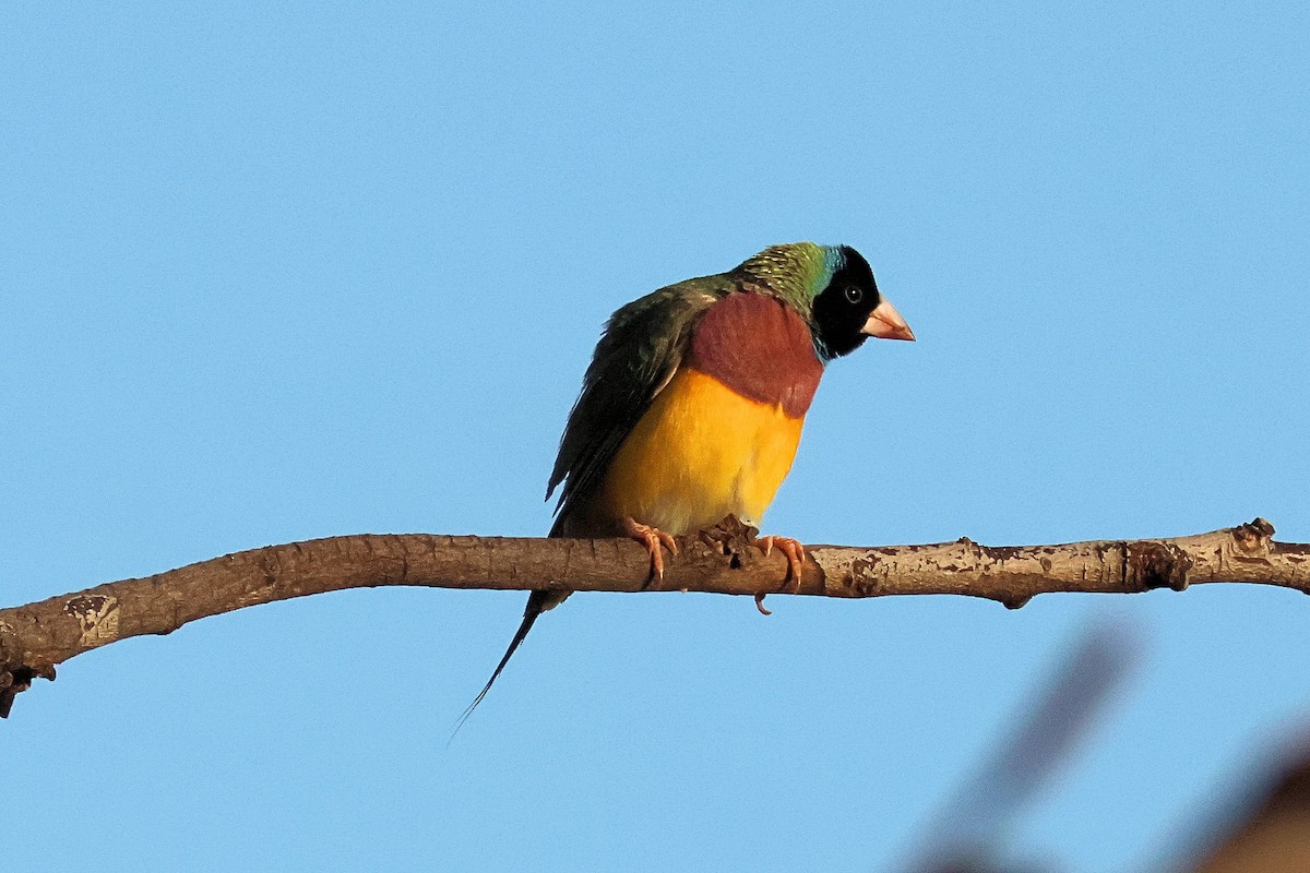 Gouldian Finch - ML622381198