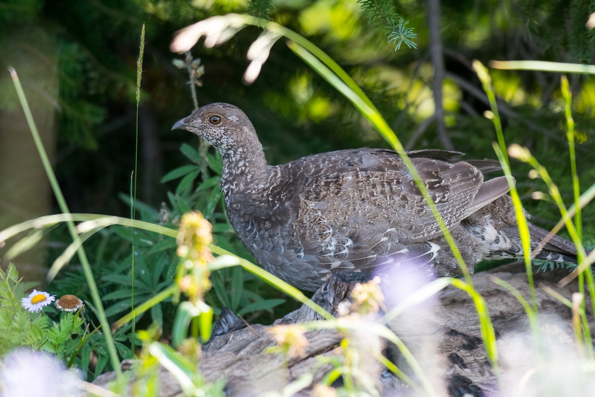 Dusky Grouse - Ian Hearn