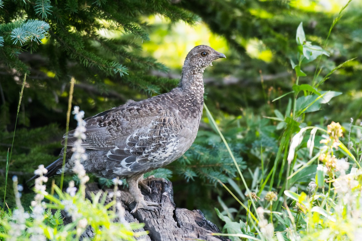 Dusky Grouse - Ian Hearn