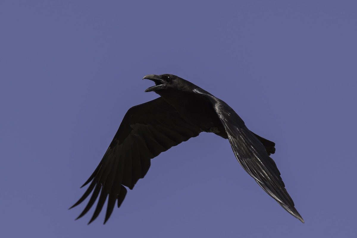 Common Raven - ML622381344