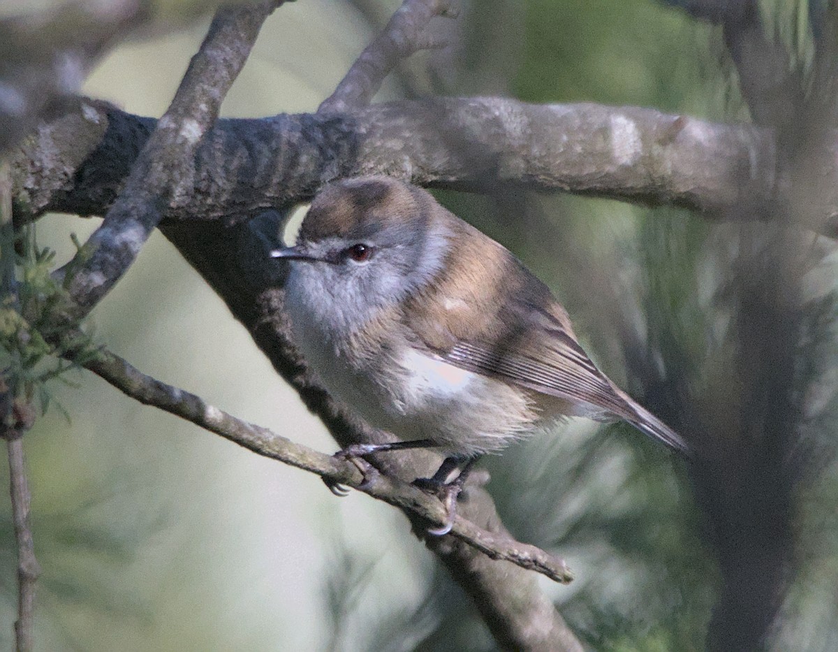 Brown Gerygone - ML622381452