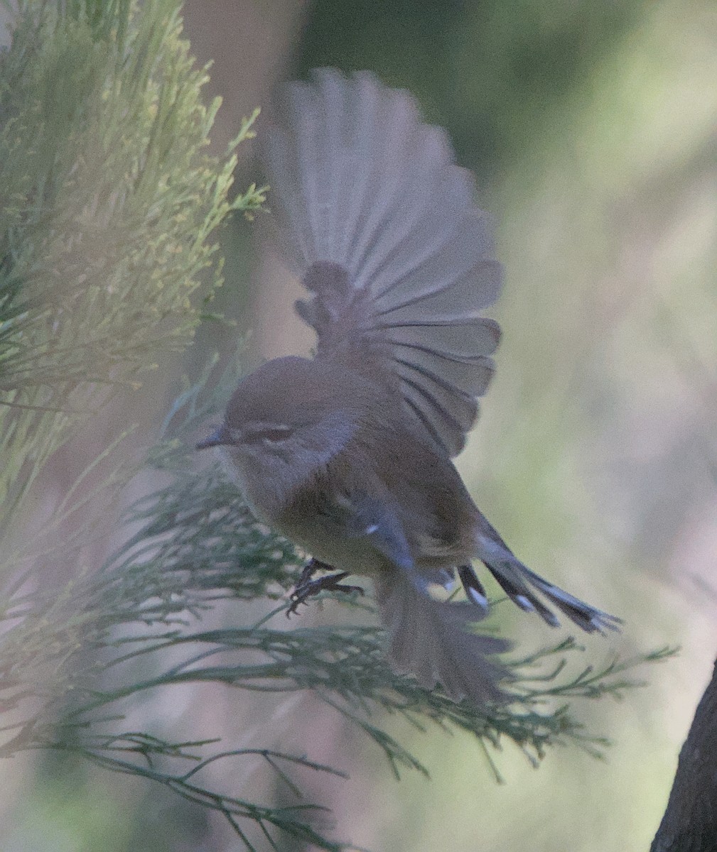 Brown Gerygone - ML622381453