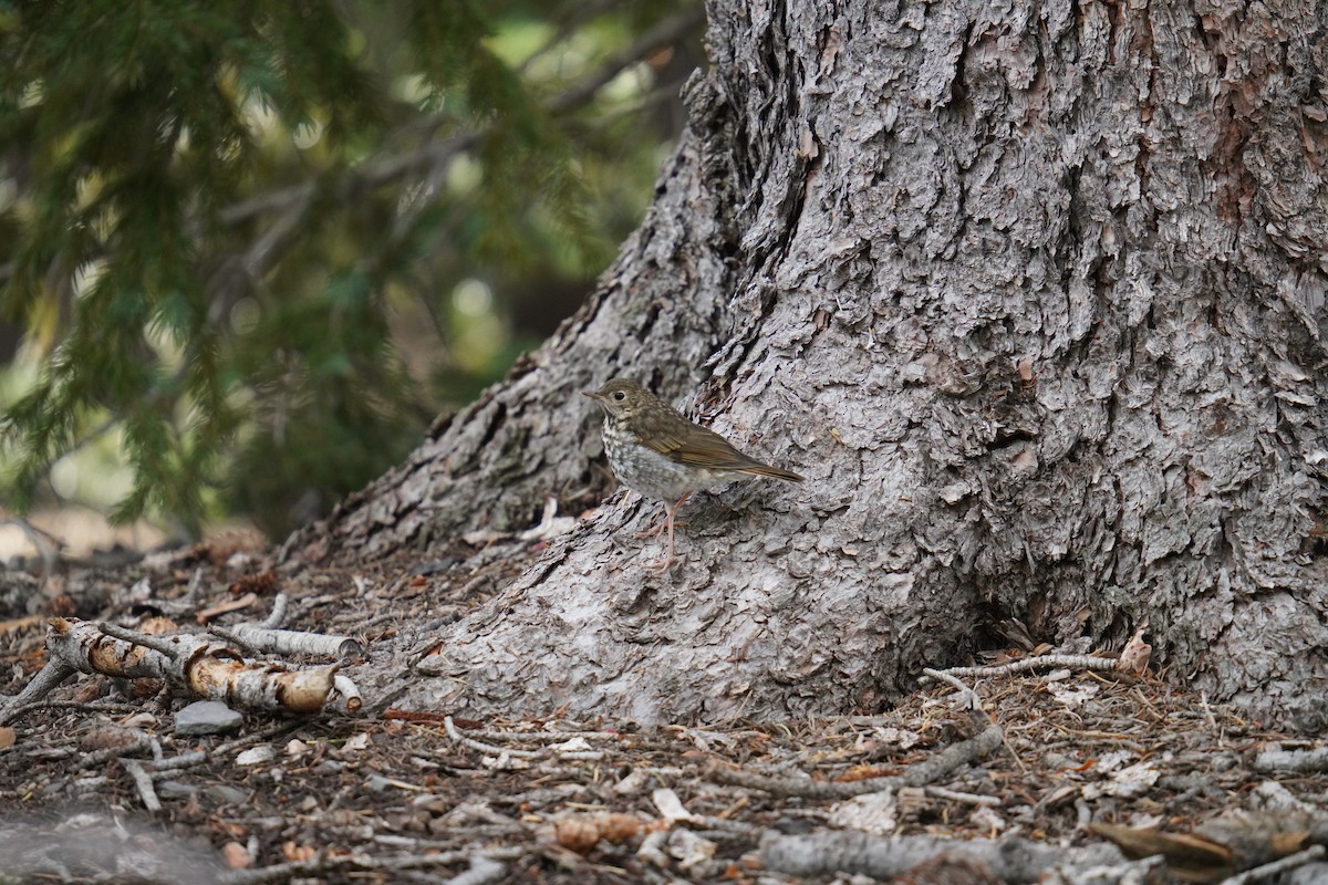 Hermit Thrush - ML622381468