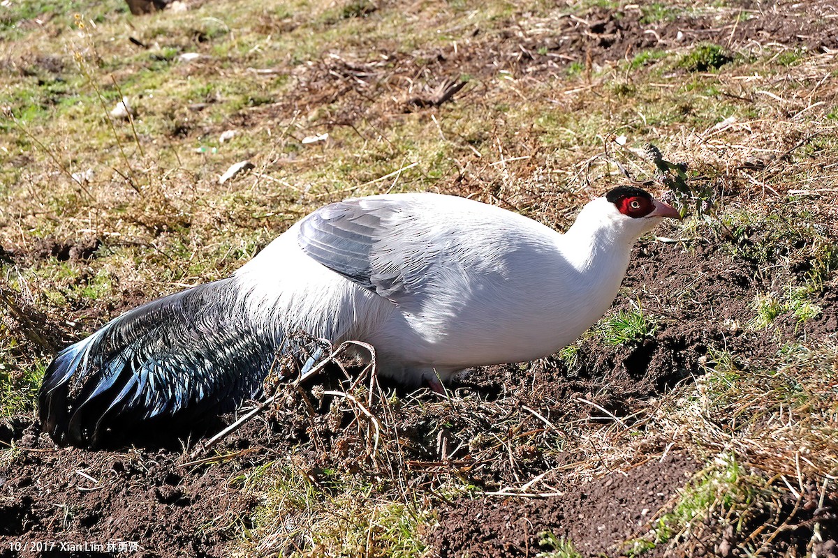 White Eared-Pheasant - ML622381472