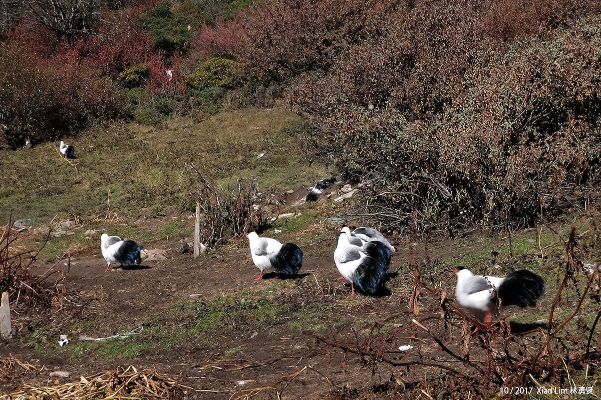 White Eared-Pheasant - ML622381473