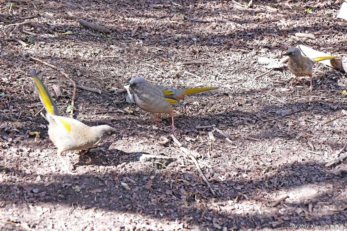 Elliot's Laughingthrush - ML622381478