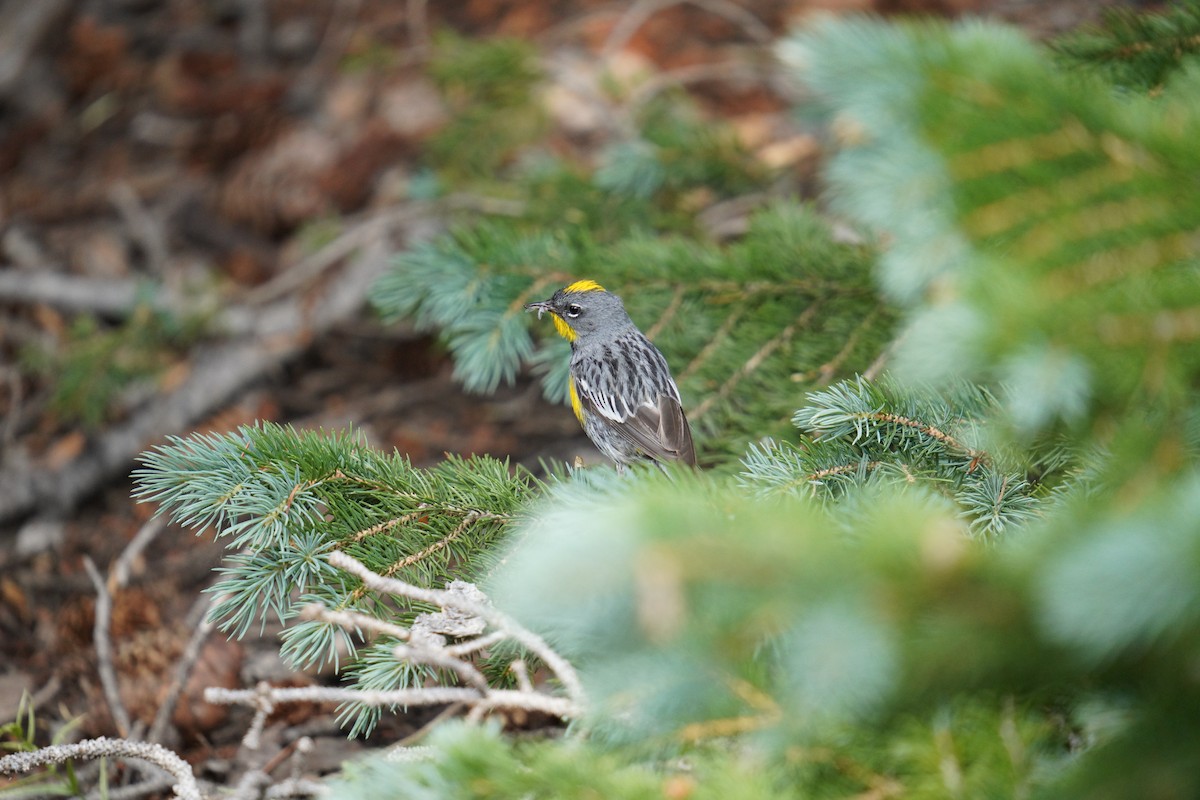 Yellow-rumped Warbler - ML622381481