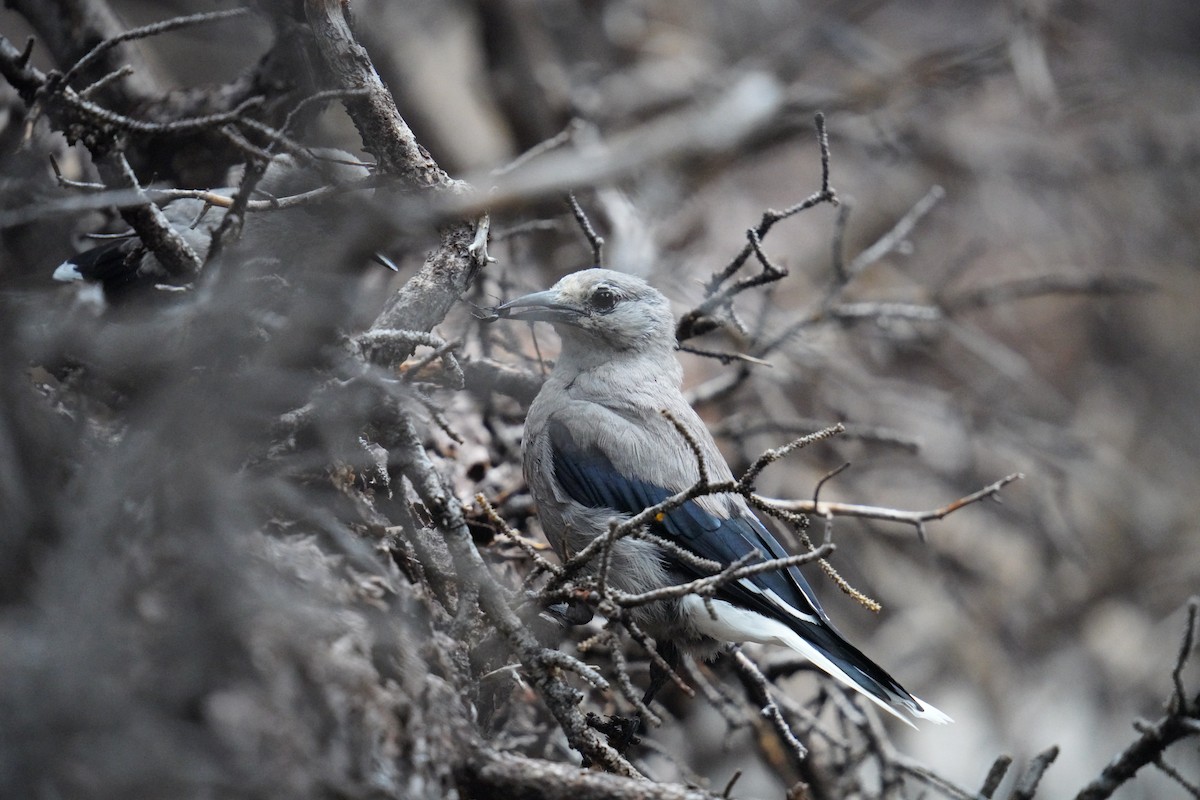 Clark's Nutcracker - ML622381526