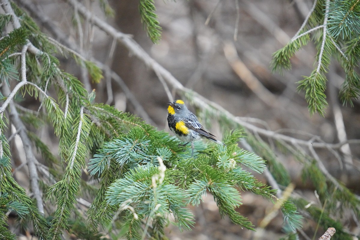 Yellow-rumped Warbler - ML622381534