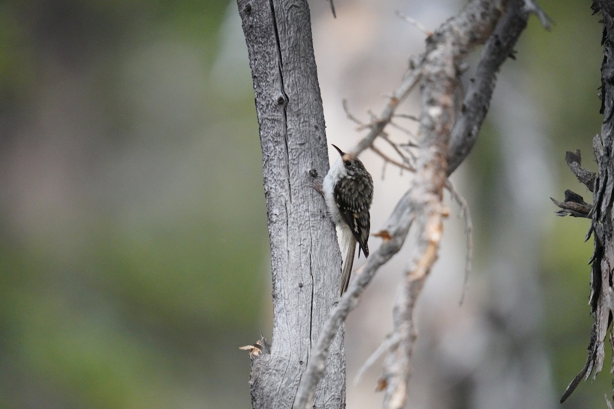 Brown Creeper - ML622381556