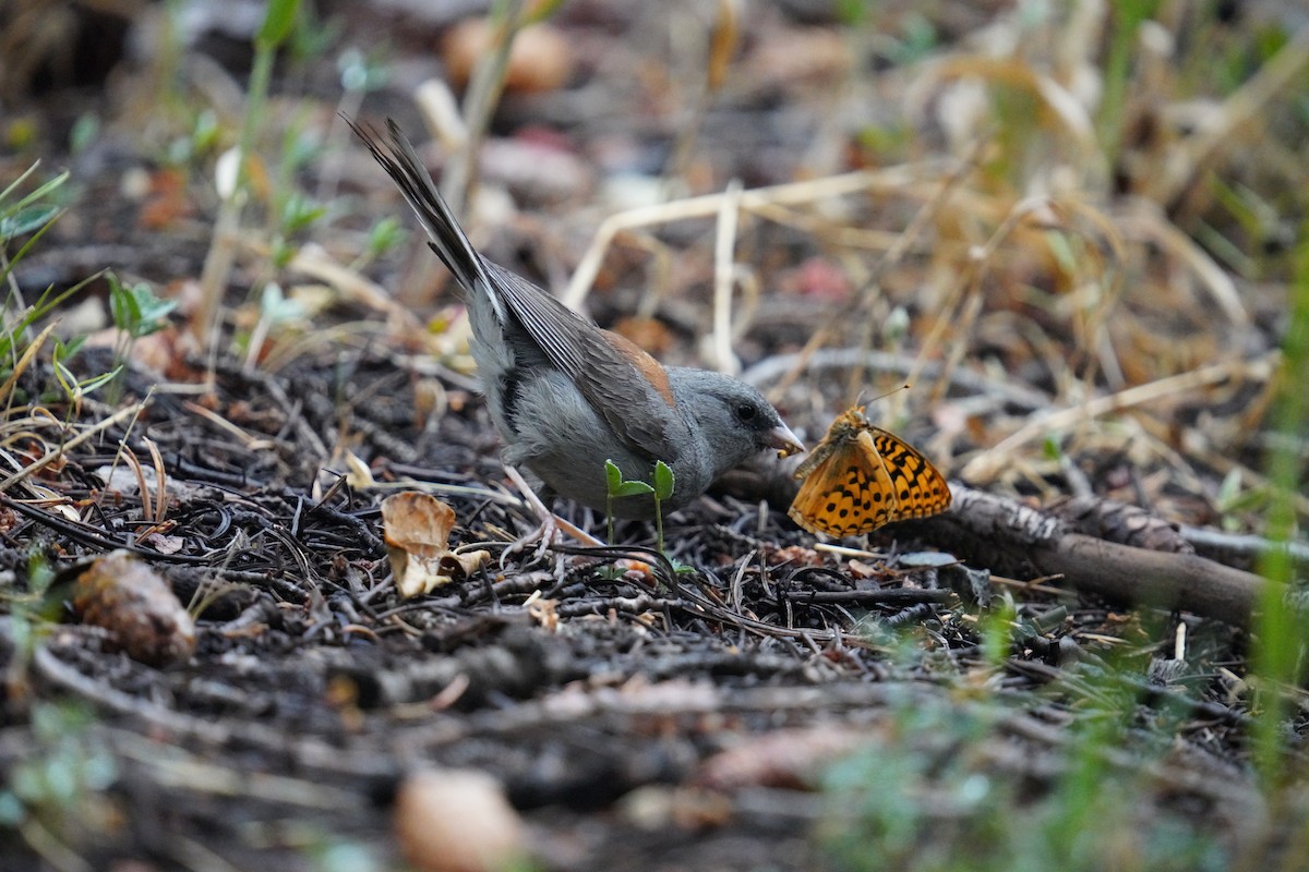 Dark-eyed Junco - ML622381565