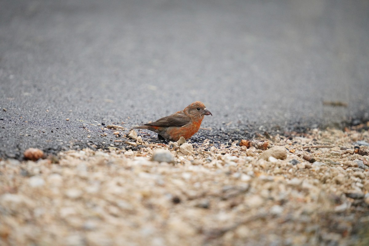 Red Crossbill - ML622381574