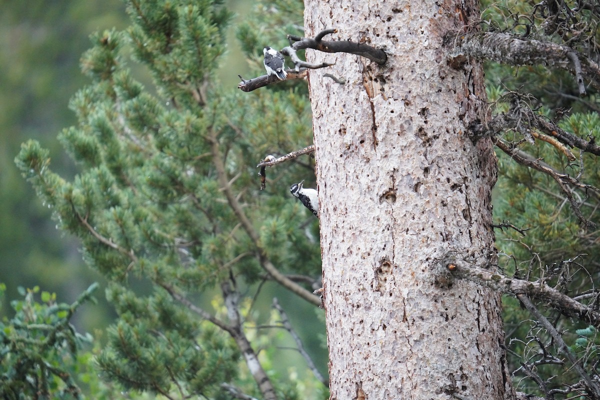 Hairy Woodpecker - ML622381579