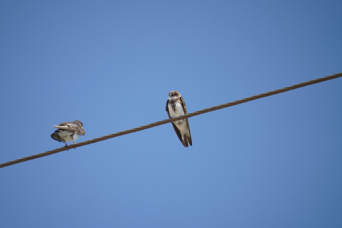 Bank Swallow - Jason hs